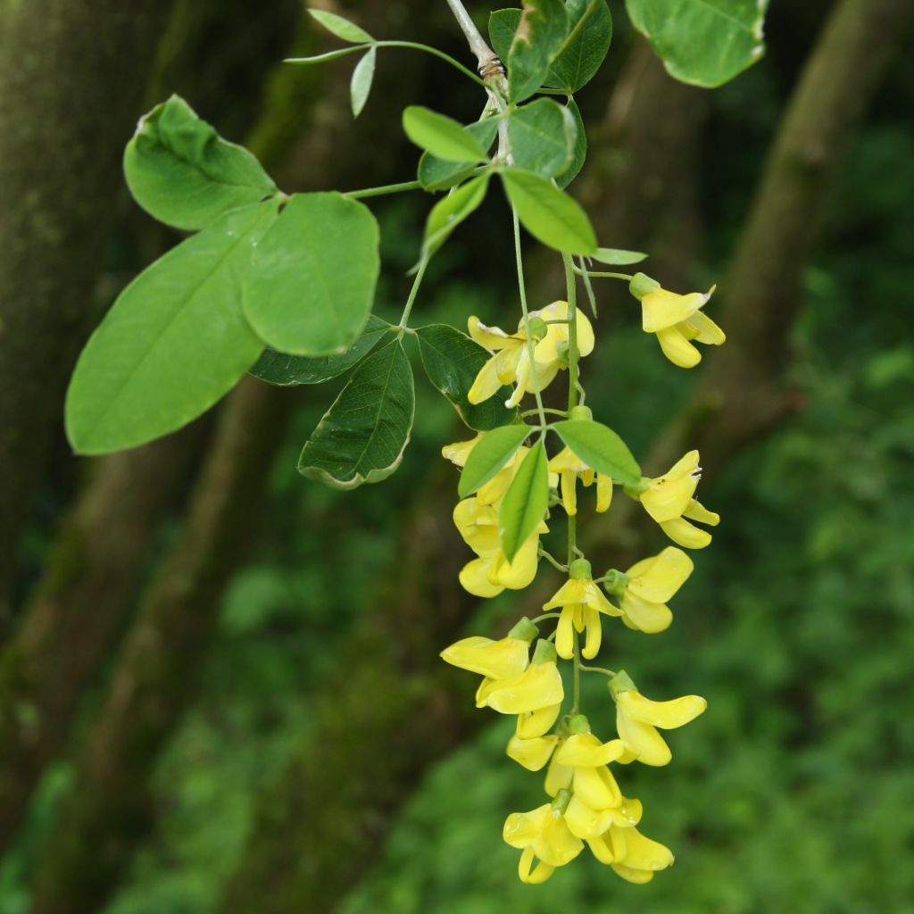 Laburnum anagyroides - Gewöhnlicher Goldregen