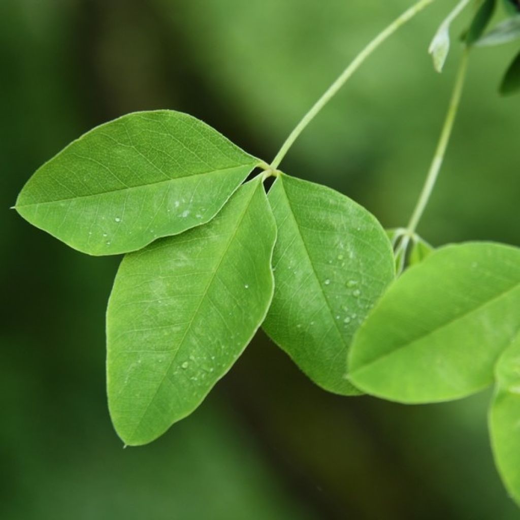 Laburnum anagyroides - Gewöhnlicher Goldregen