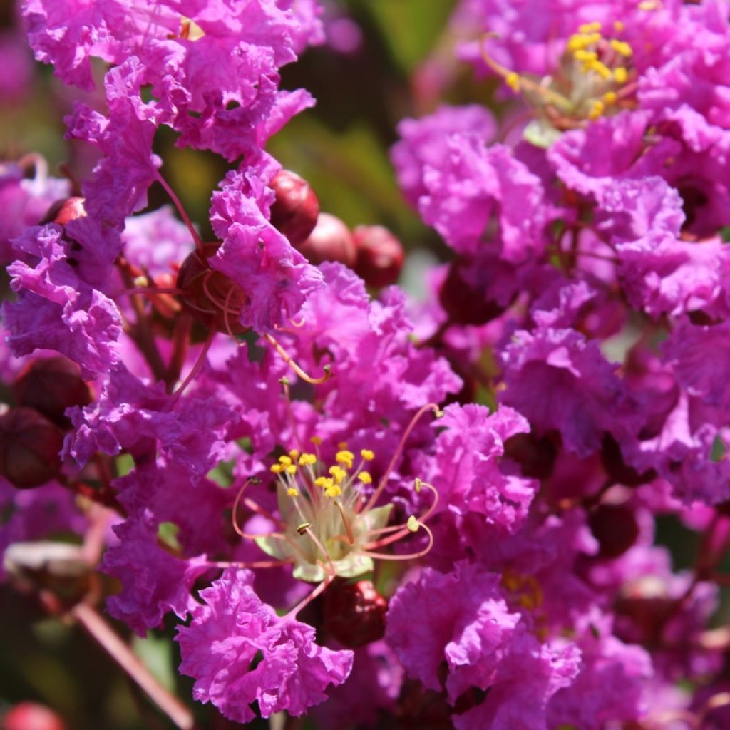 Chinesische Kräuselmyrte Terre Chinoise - Lagerstroemia