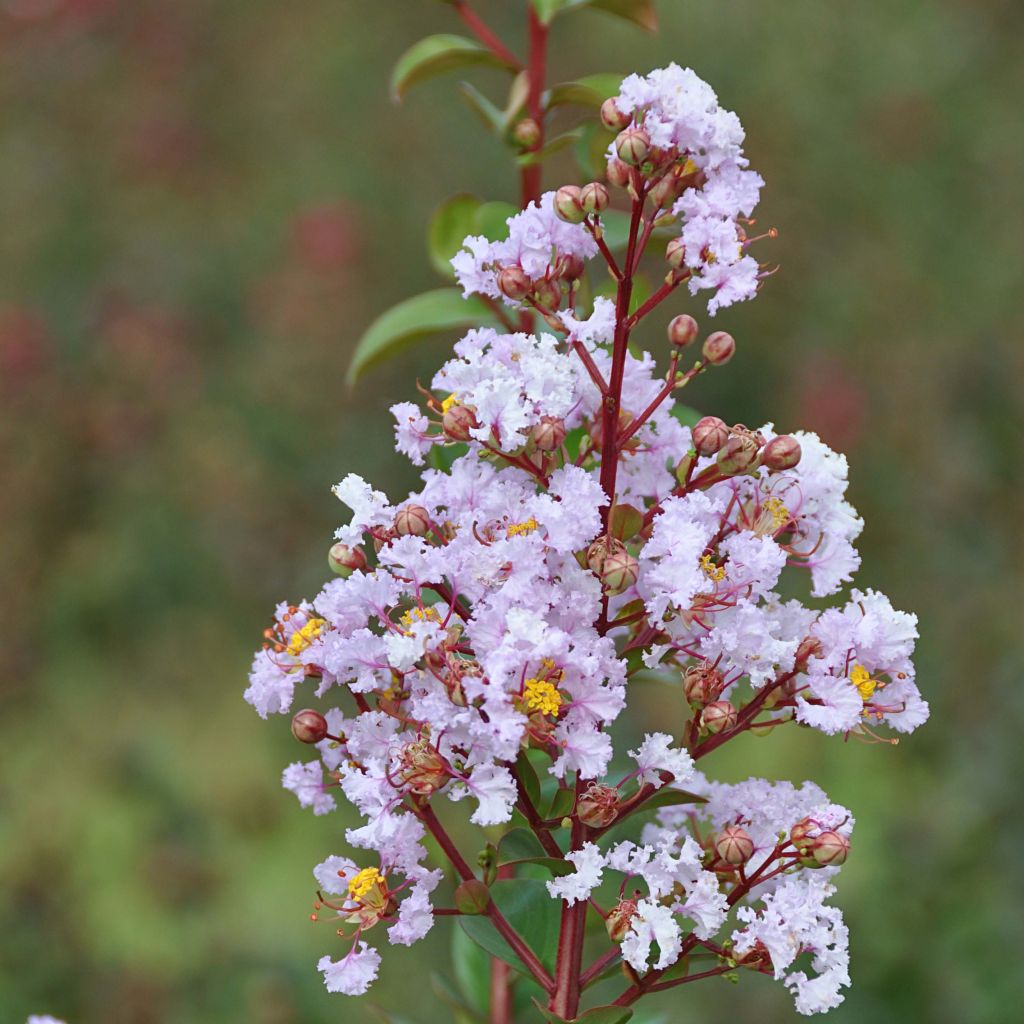 Chinesische Kräuselmyrte Camaïeu d'Ete - Lagerstroemia