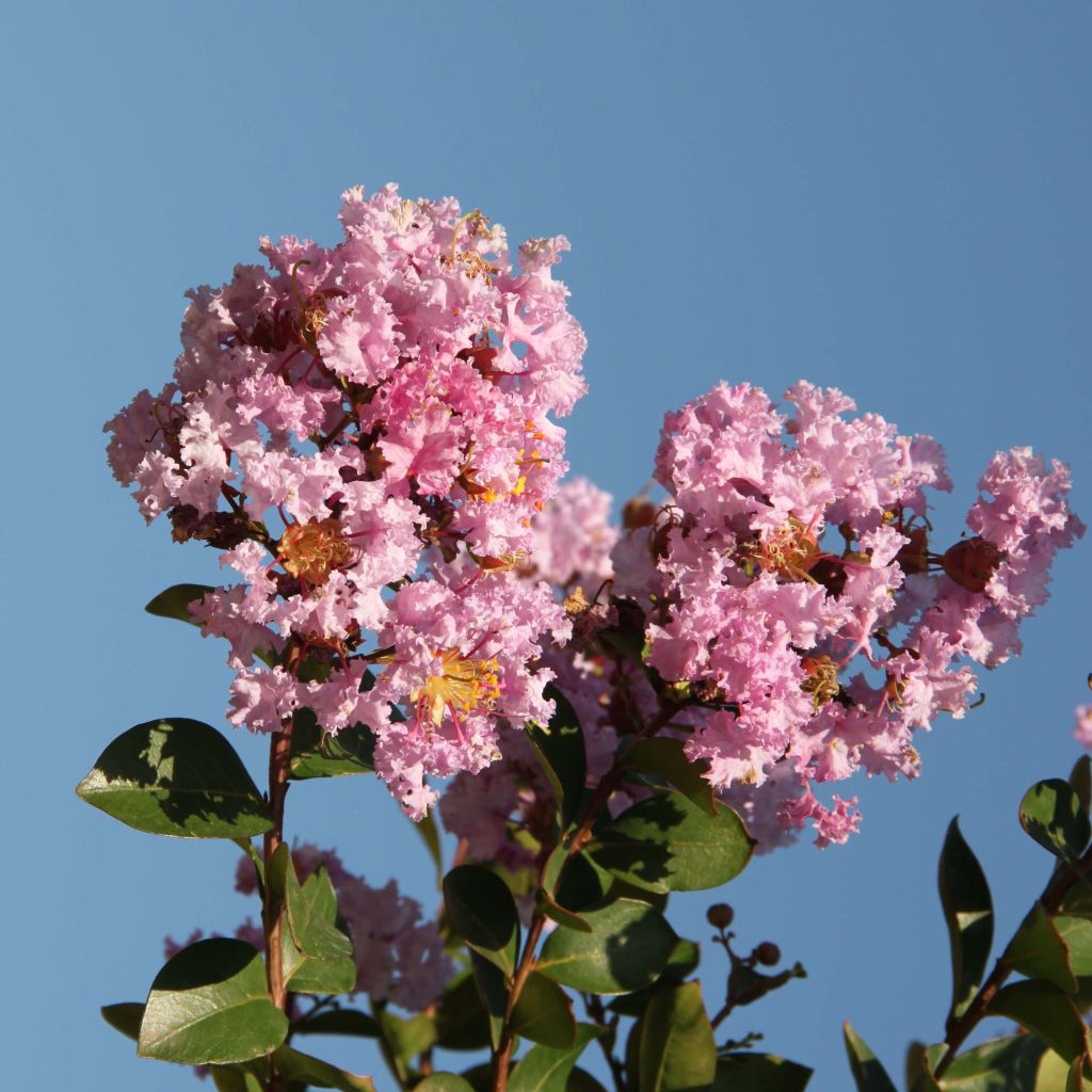 Chinesische Kräuselmyrte Camaïeu d'Ete - Lagerstroemia