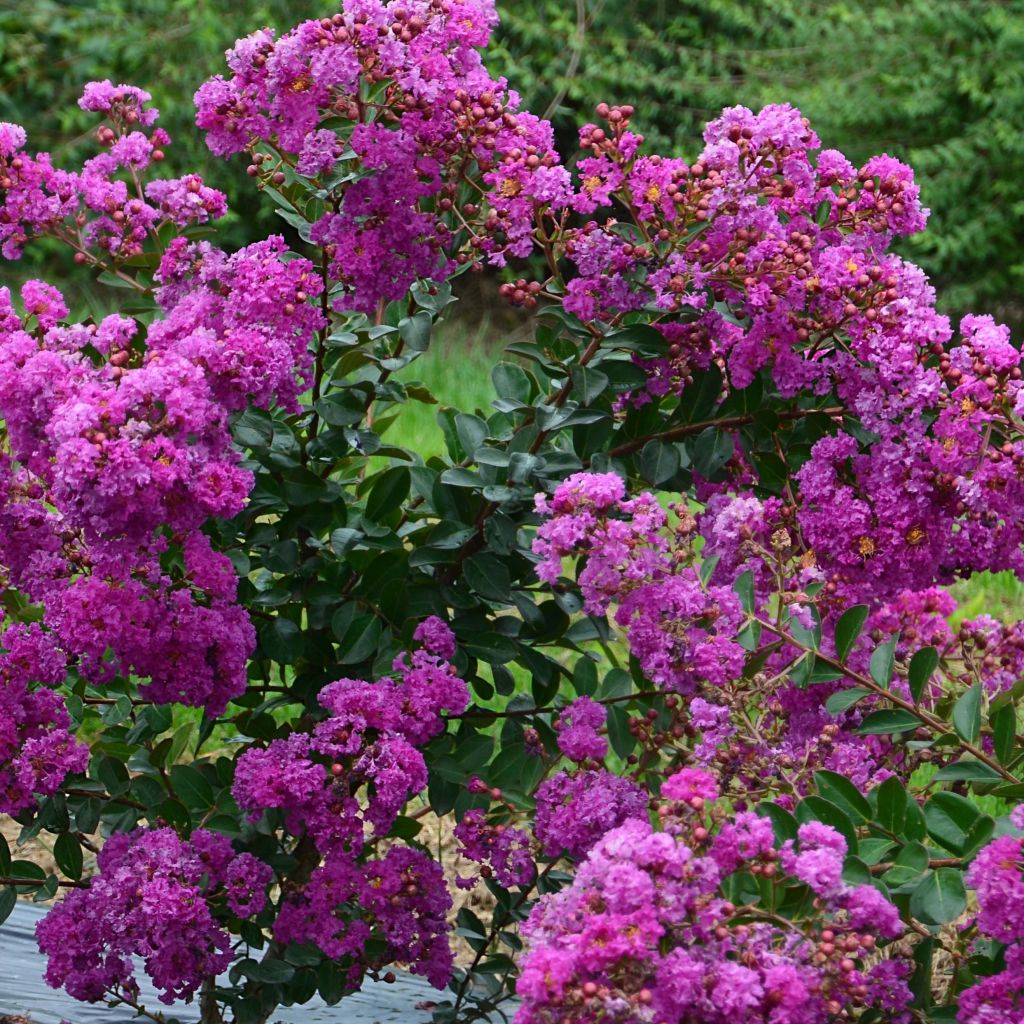 Chinesische Kräuselmyrte Violet d'Ete indyvio - Lagerstroemia