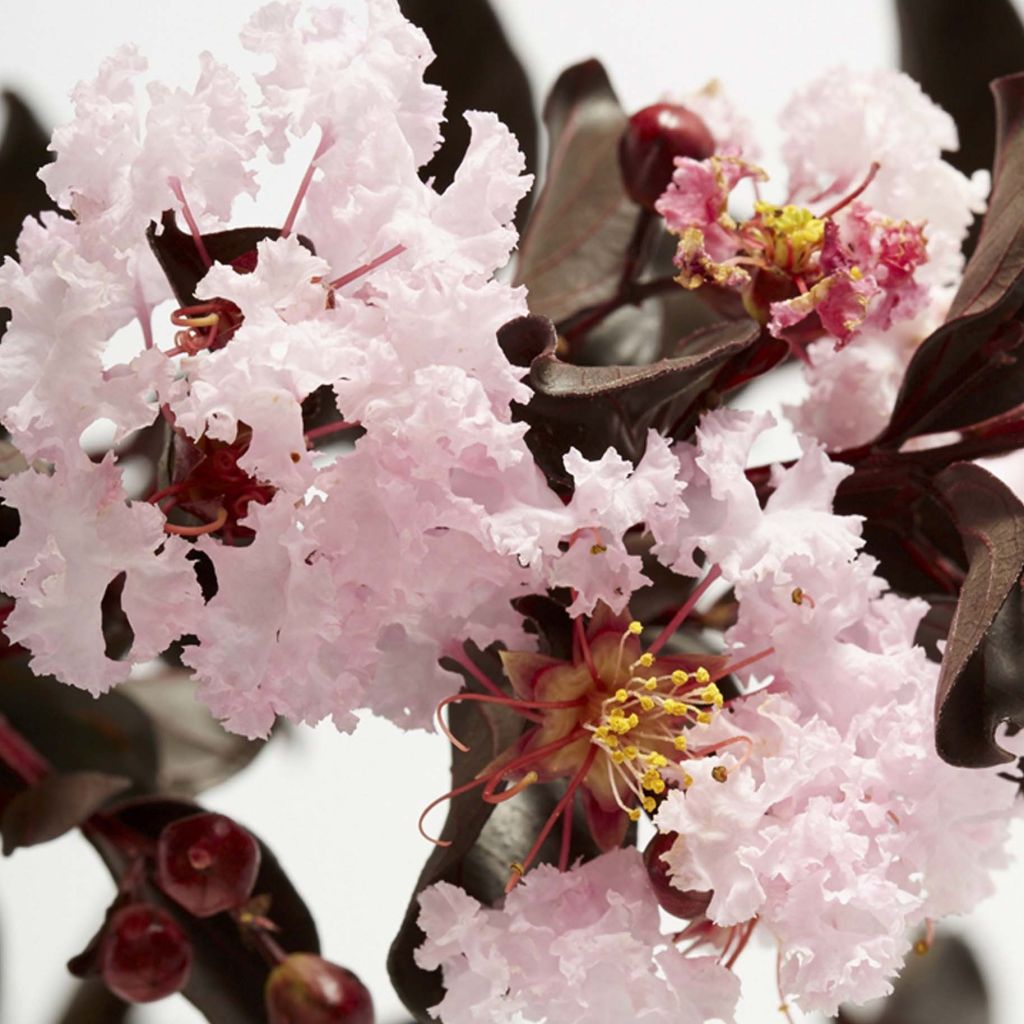 Chinesische Kräuselmyrte Black Solitaire Blush - Lagerstroemia