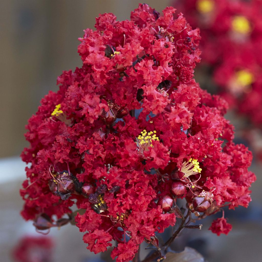 Chinesische Kräuselmyrte Black Solitaire Red Hot - Lagerstroemia