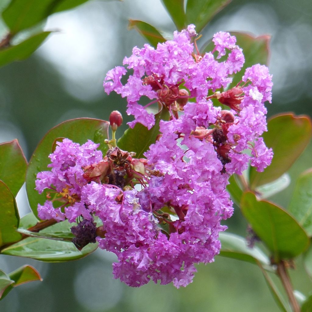 Chinesische Kräuselmyrte Petite Canaille mauve - Lagerstroemia