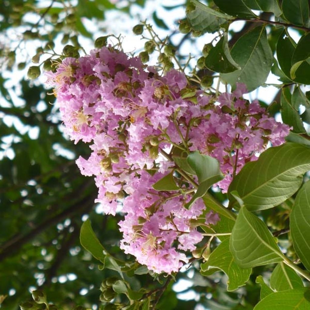 Chinesische Kräuselmyrte Mauve - Lagerstroemia