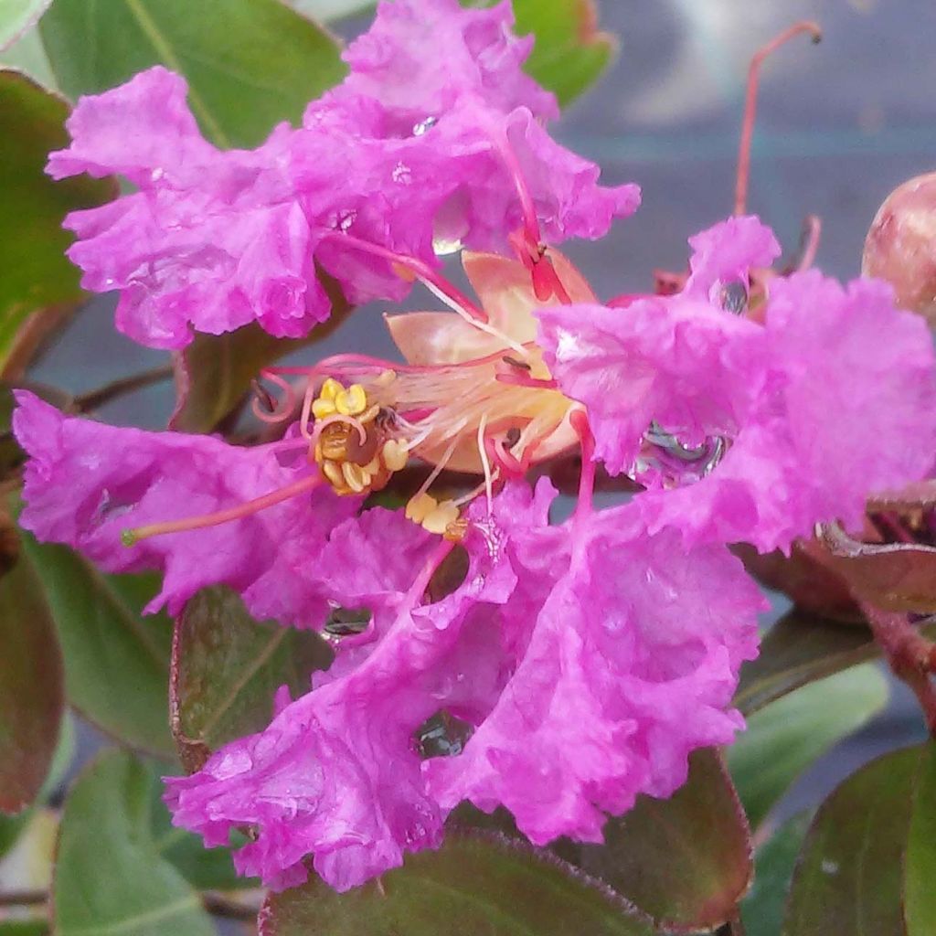 Chinesische Kräuselmyrte Summer Beauty Centennial - Lagerstroemia