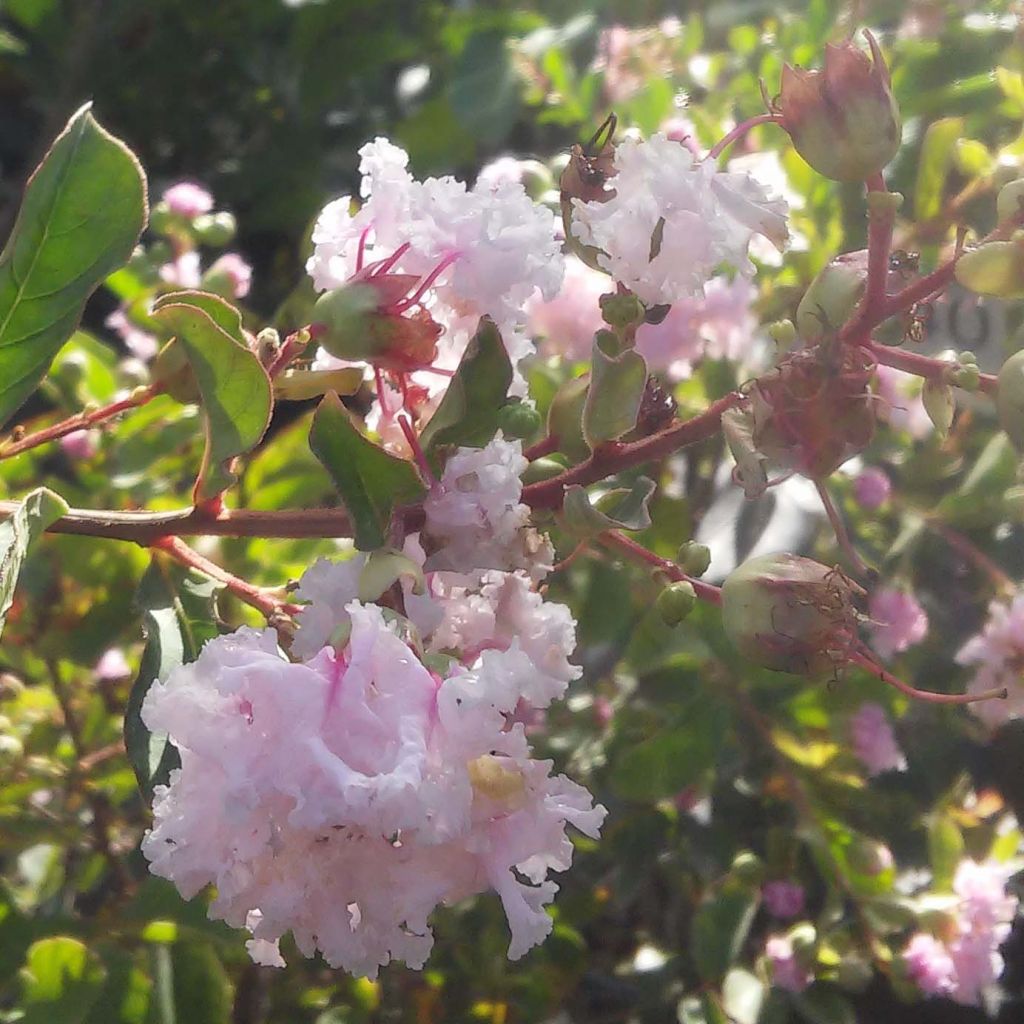 Chinesische Kräuselmyrte Summer Beauty Hope - Lagerstroemia