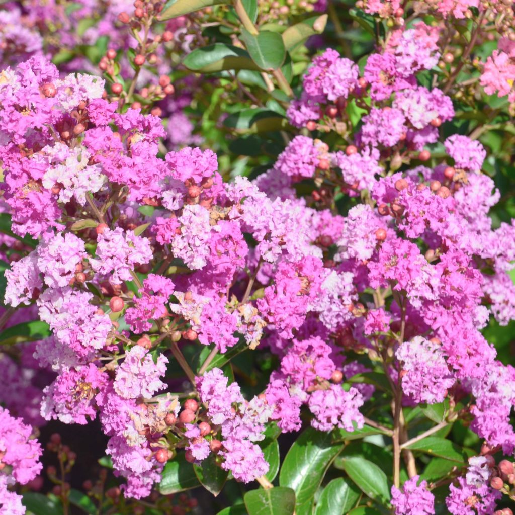 Chinesische Kräuselmyrte Summer Beauty Ozark Spring - Lagerstroemia