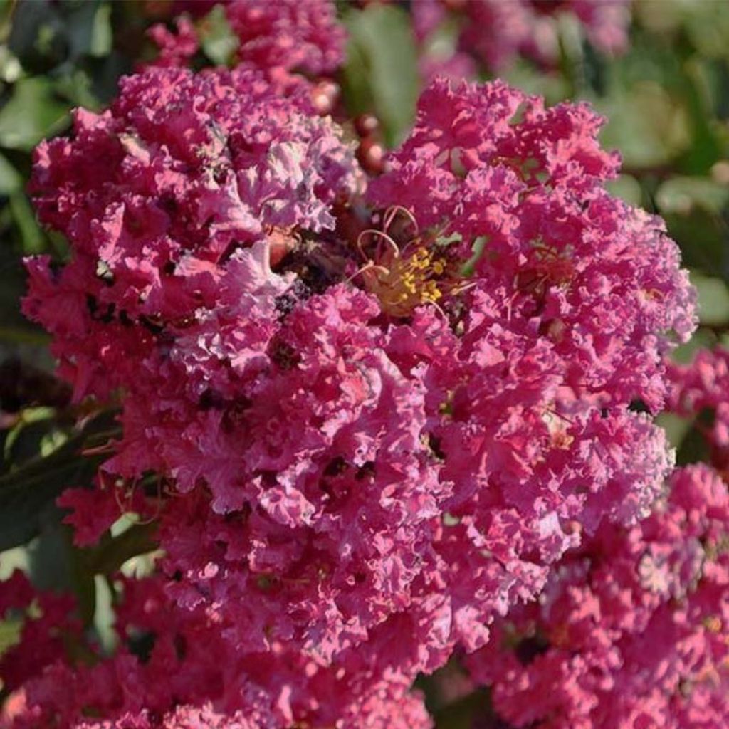 Chinesische Kräuselmyrte Summer Beauty Velma's Royal Delight - Lagerstroemia