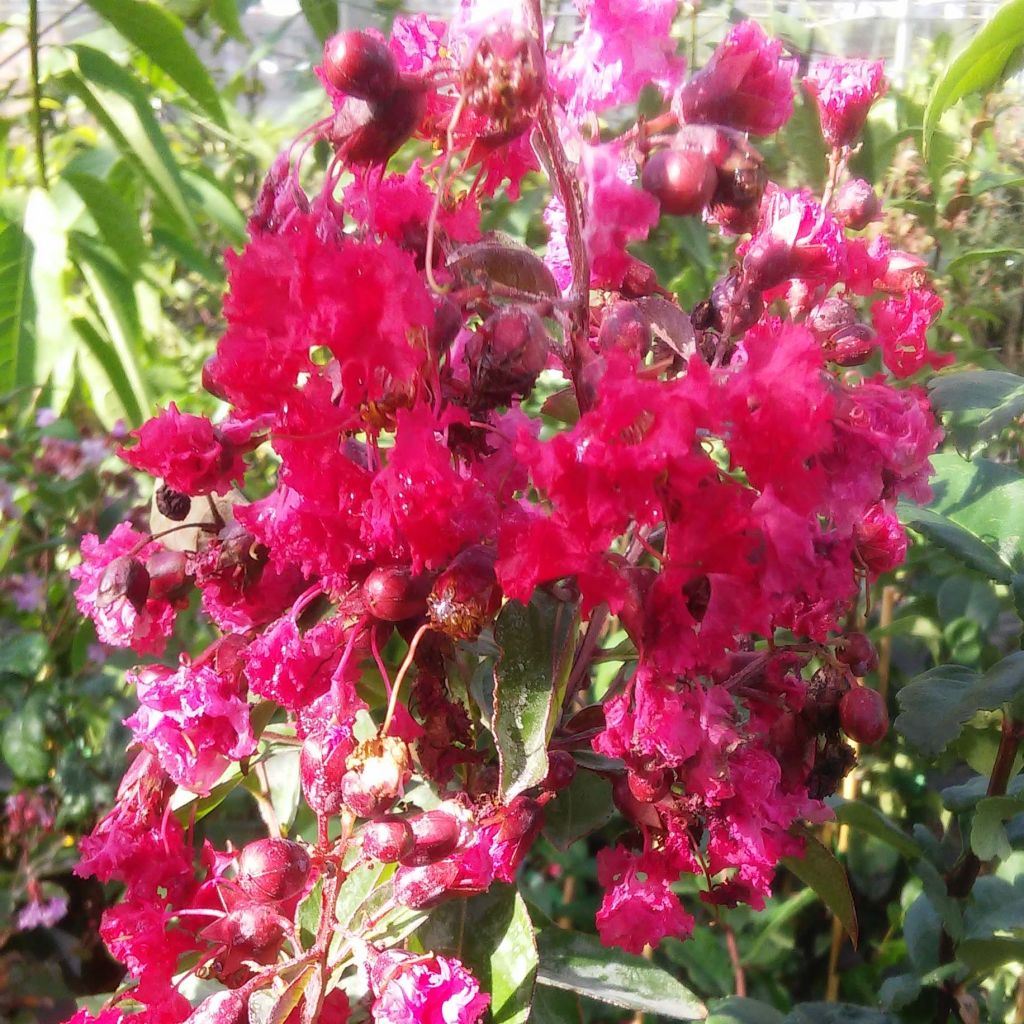 Chinesische Kräuselmyrte Summer Beauty Victor - Lagerstroemia