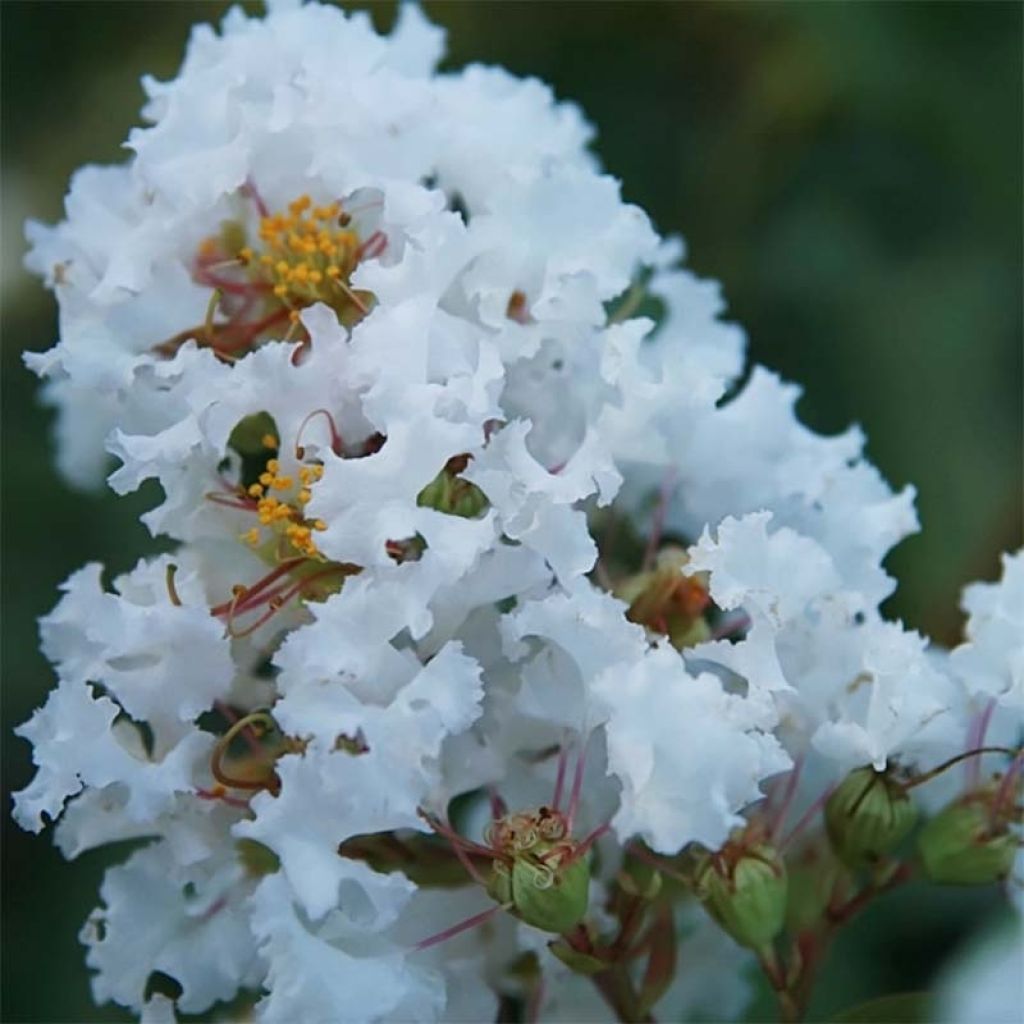 Chinesische Kräuselmyrte Summer Charm Acoma - Lagerstroemia