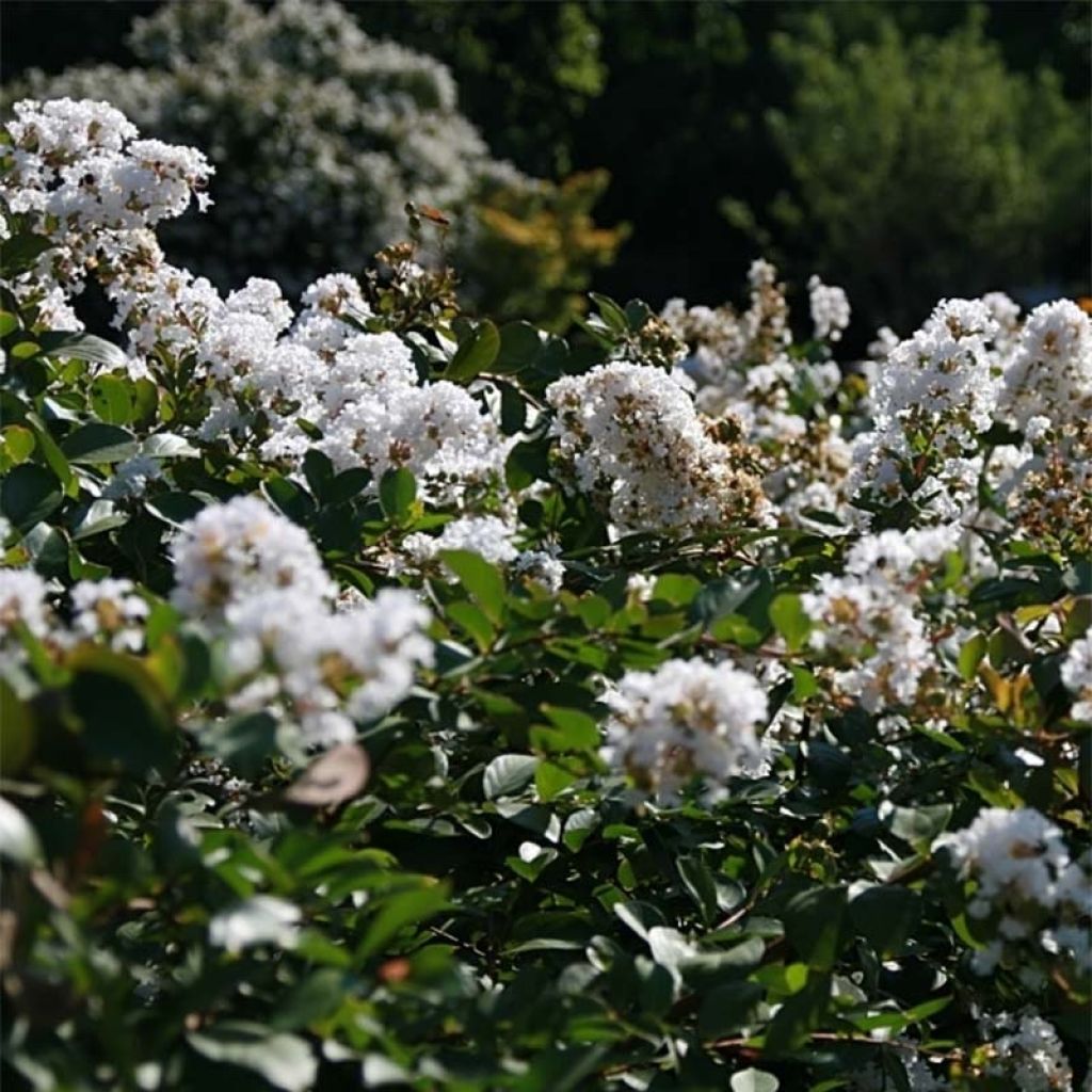 Chinesische Kräuselmyrte Summer Charm Acoma - Lagerstroemia