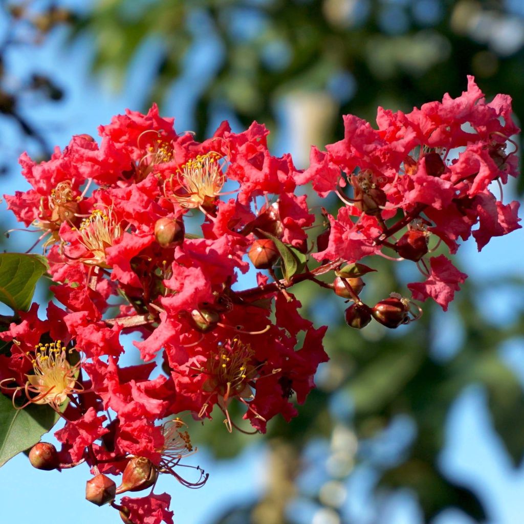 Chinesische Kräuselmyrte Summer Charm Tuscarora - Lagerstroemia