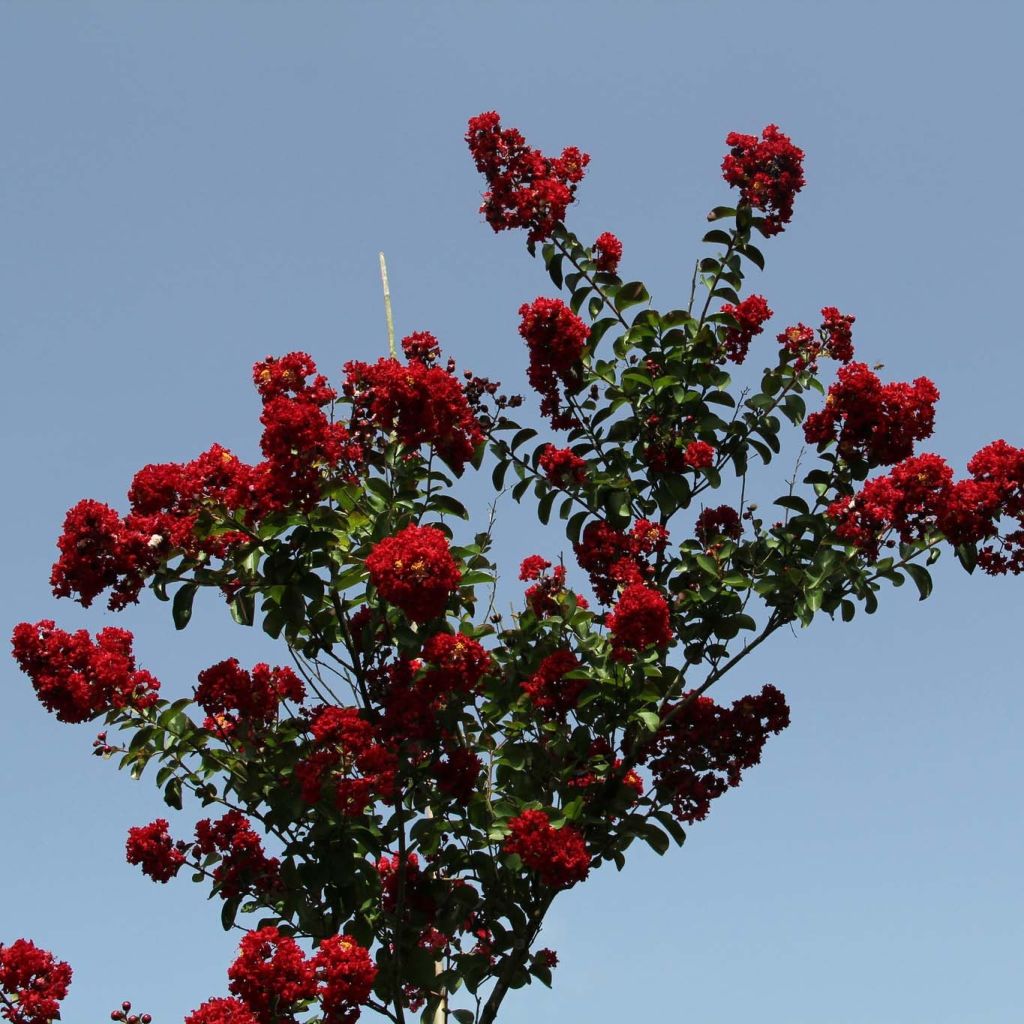 Chinesische Kräuselmyrte Summer Charm Tuscarora - Lagerstroemia