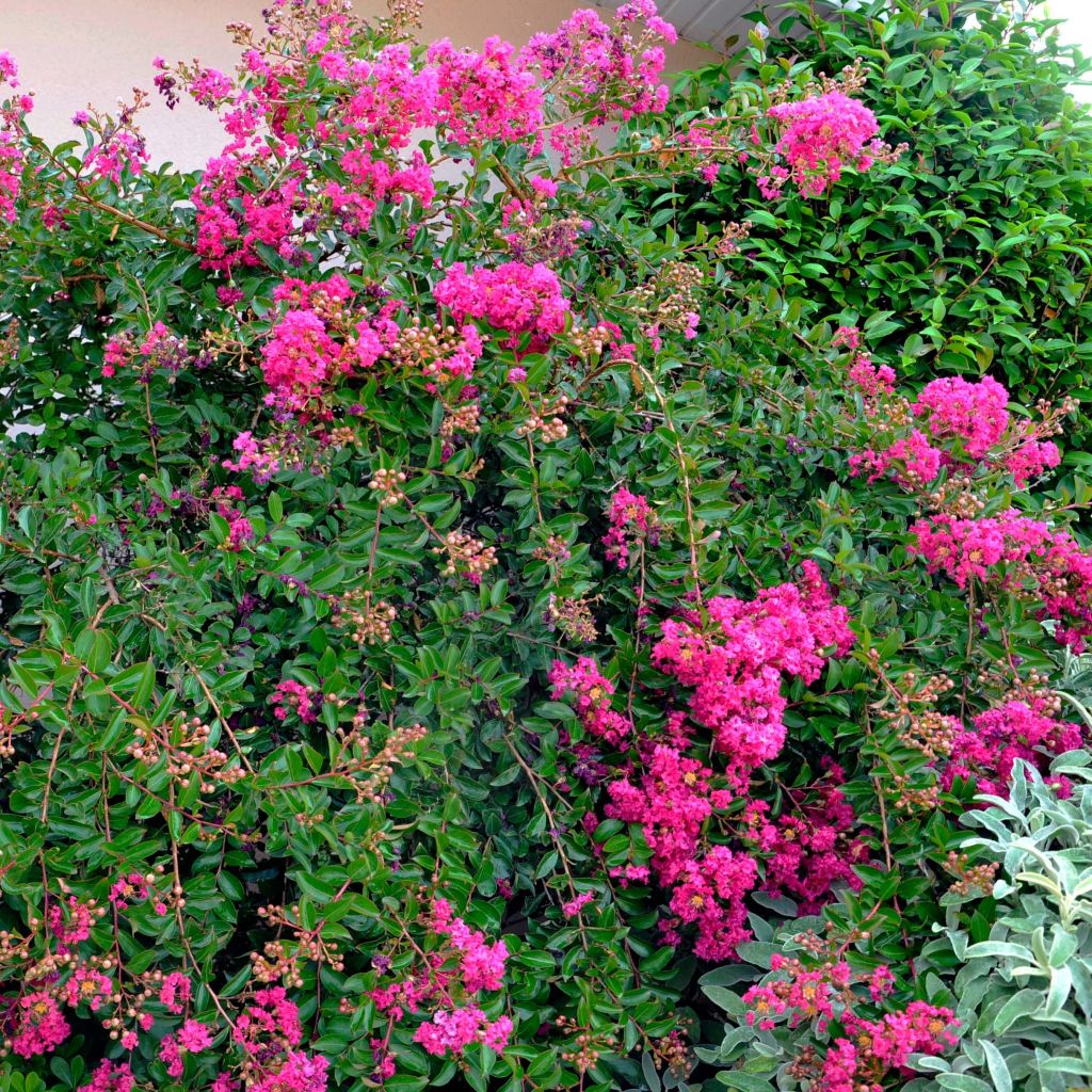 Lagerstroemia Mimie Fuchsia - Lilas de indes couvre-sol