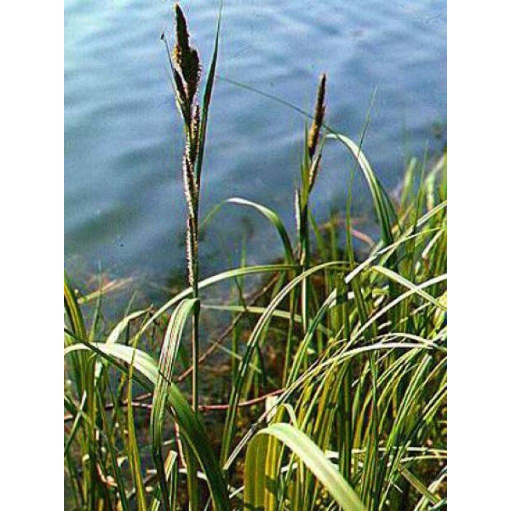 Carex riparia Variegata - Ufer-Segge