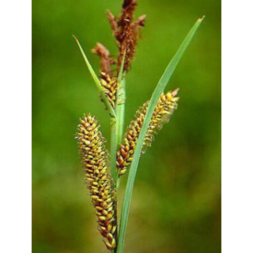 Carex riparia Variegata - Ufer-Segge