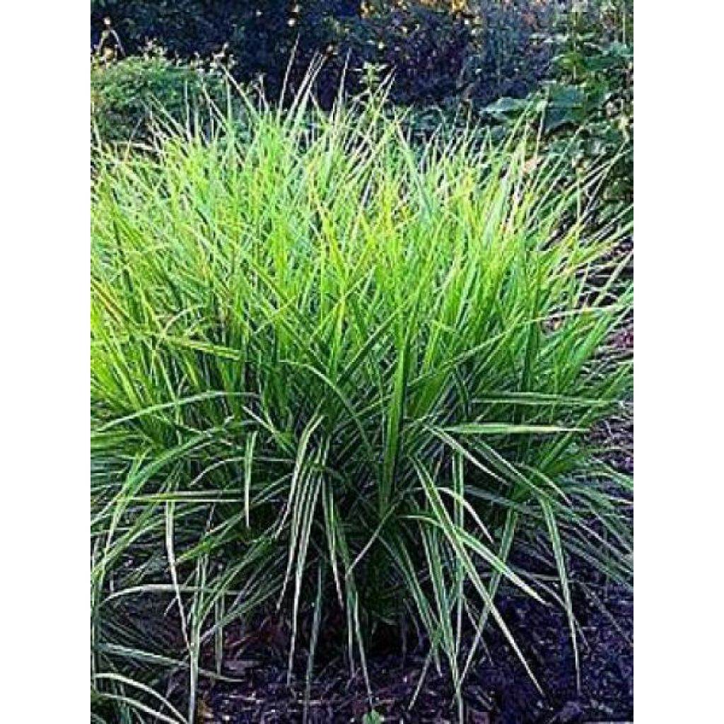 Carex muskingumensis variegata - Palmwedel-Segge