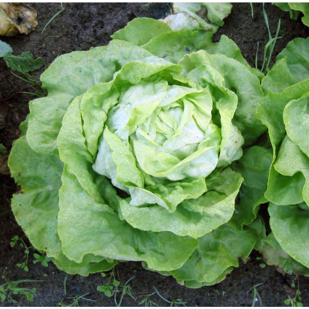 Kopfsalat Appia Bio - Ferme de Sainte Marthe