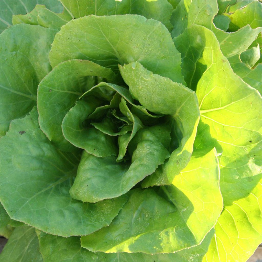 Laitue Grasse Madrilène Bio - Ferme de Sainte Marthe