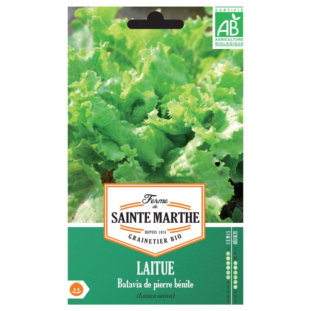 Kopfsalat Reine de Mai Bio - Ferme de Sainte Marthe