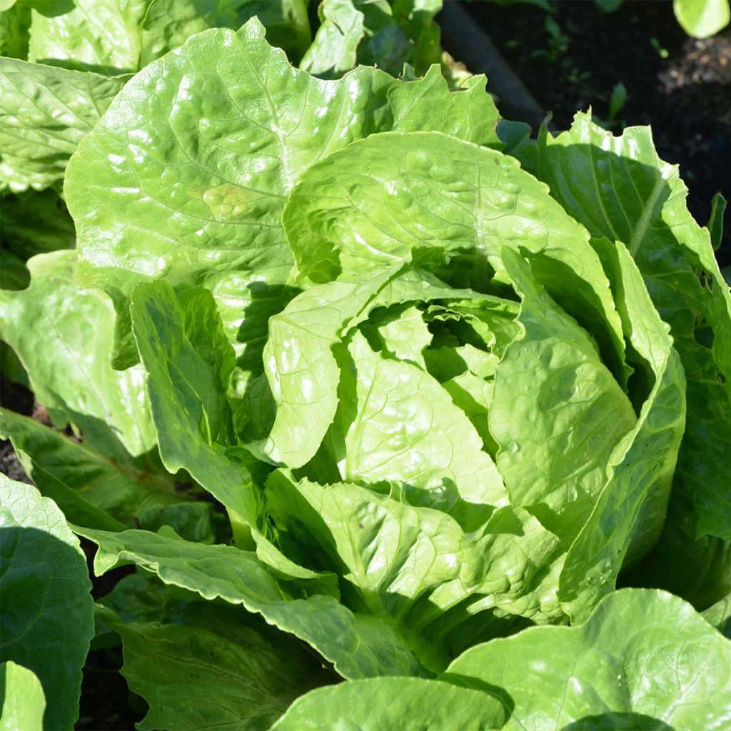 Römersalat Tantan Bio - Ferme de Sainte Marthe