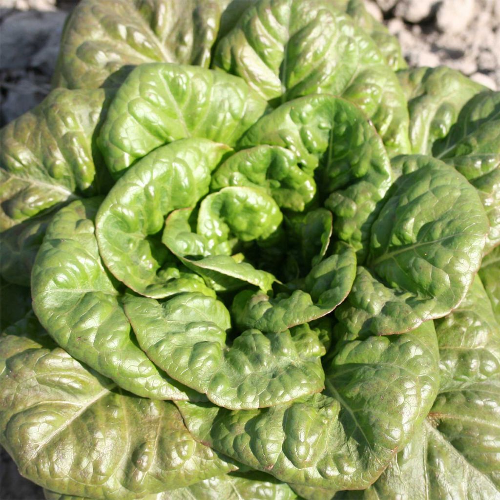 Römersalat Romaine Verte Grasse Bio - Ferme de Sainte Marthe