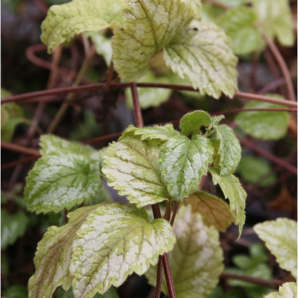 Lamiastrum galeobdolon Florentinum - Lamier doré