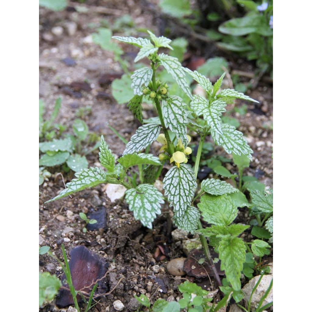 Lamium galeobdolon Hermann's Pride - Gewöhnliche Goldnessel