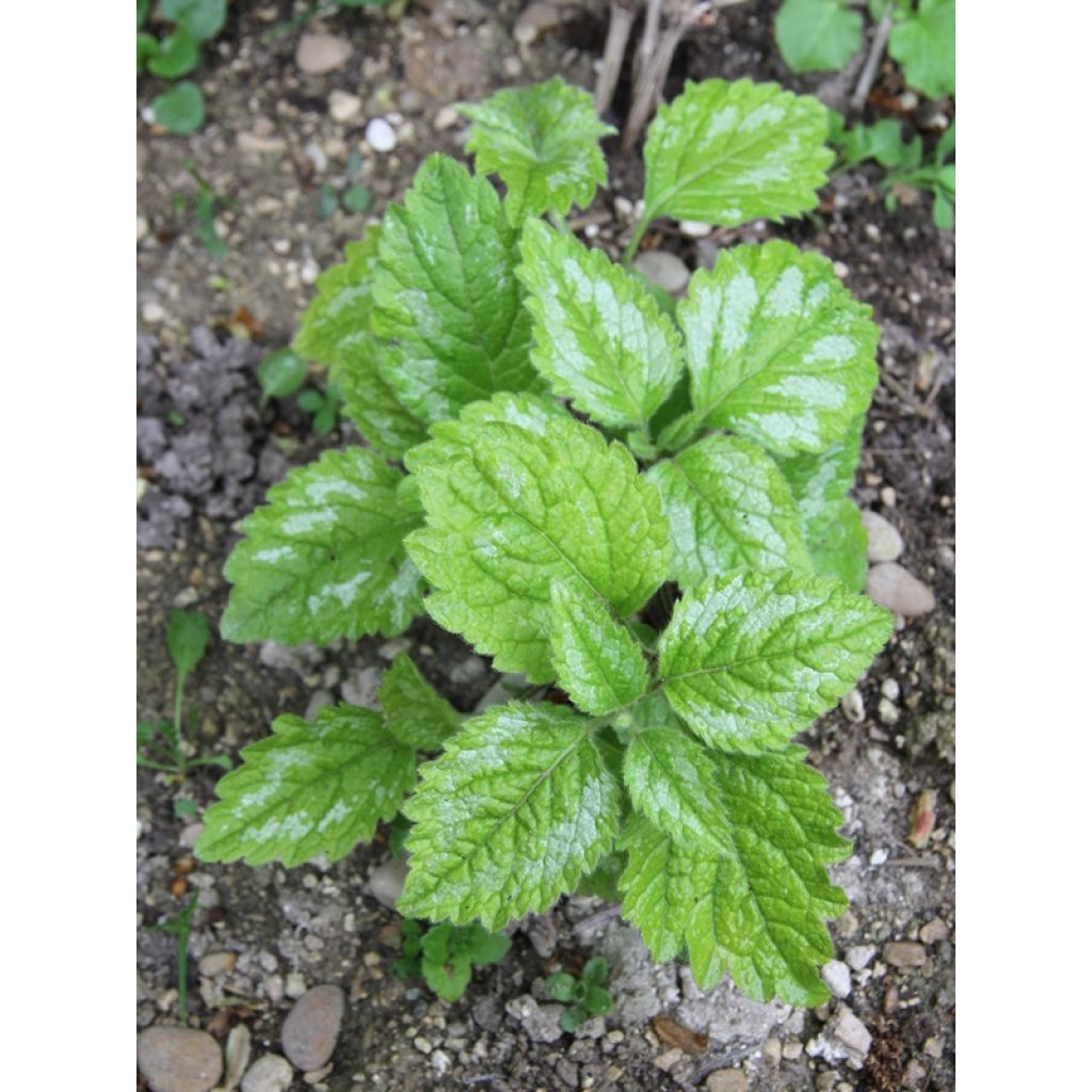 Lamium galeobdolon Florentinum - Gewöhnliche Goldnessel