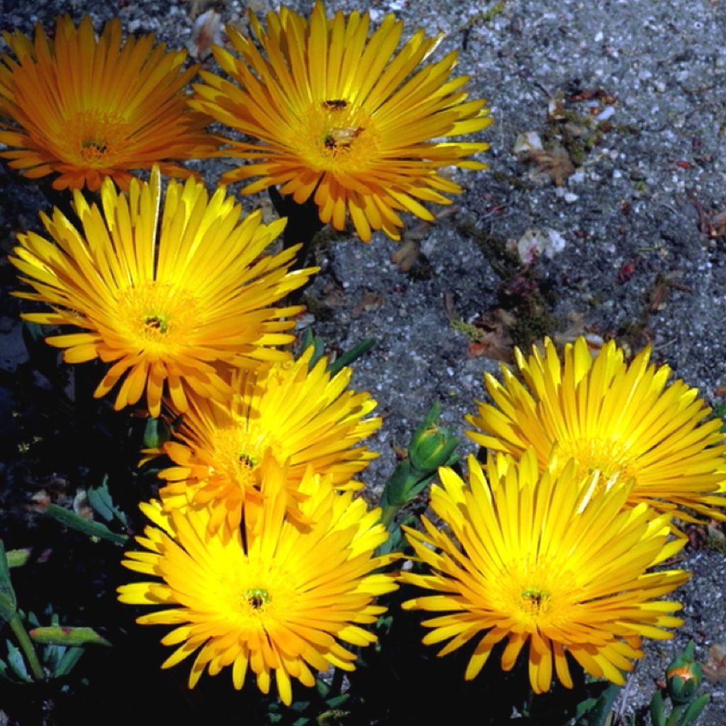 Lampranthus aurantiacus Yellow - Mittagsblume