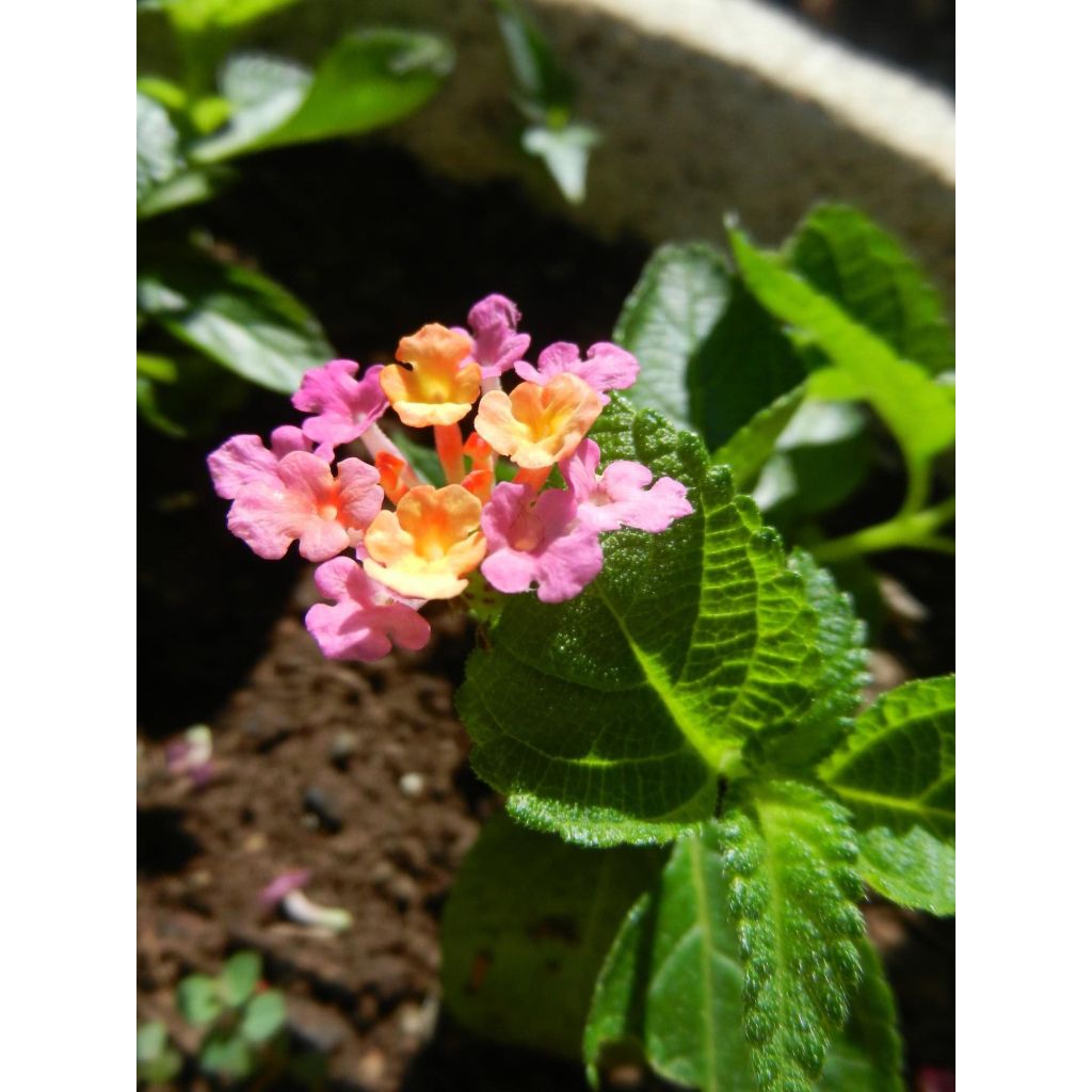 Lantana camara Evita Rose - Wandelröschen