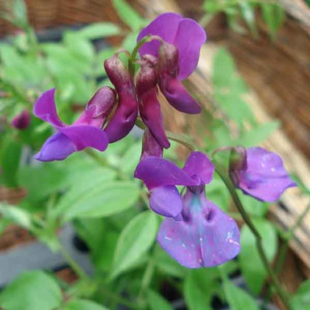 Lathyrus vernus - Frühlings-Platterbse