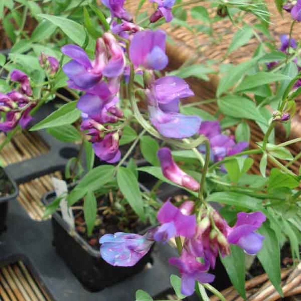 Lathyrus Vernus