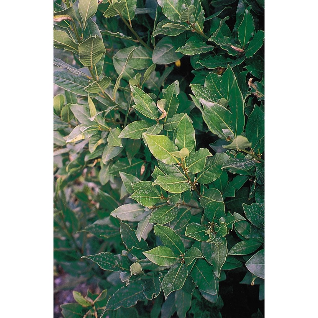 Echter Lorbeerstrauch De Jerusalem - Laurus nobilis