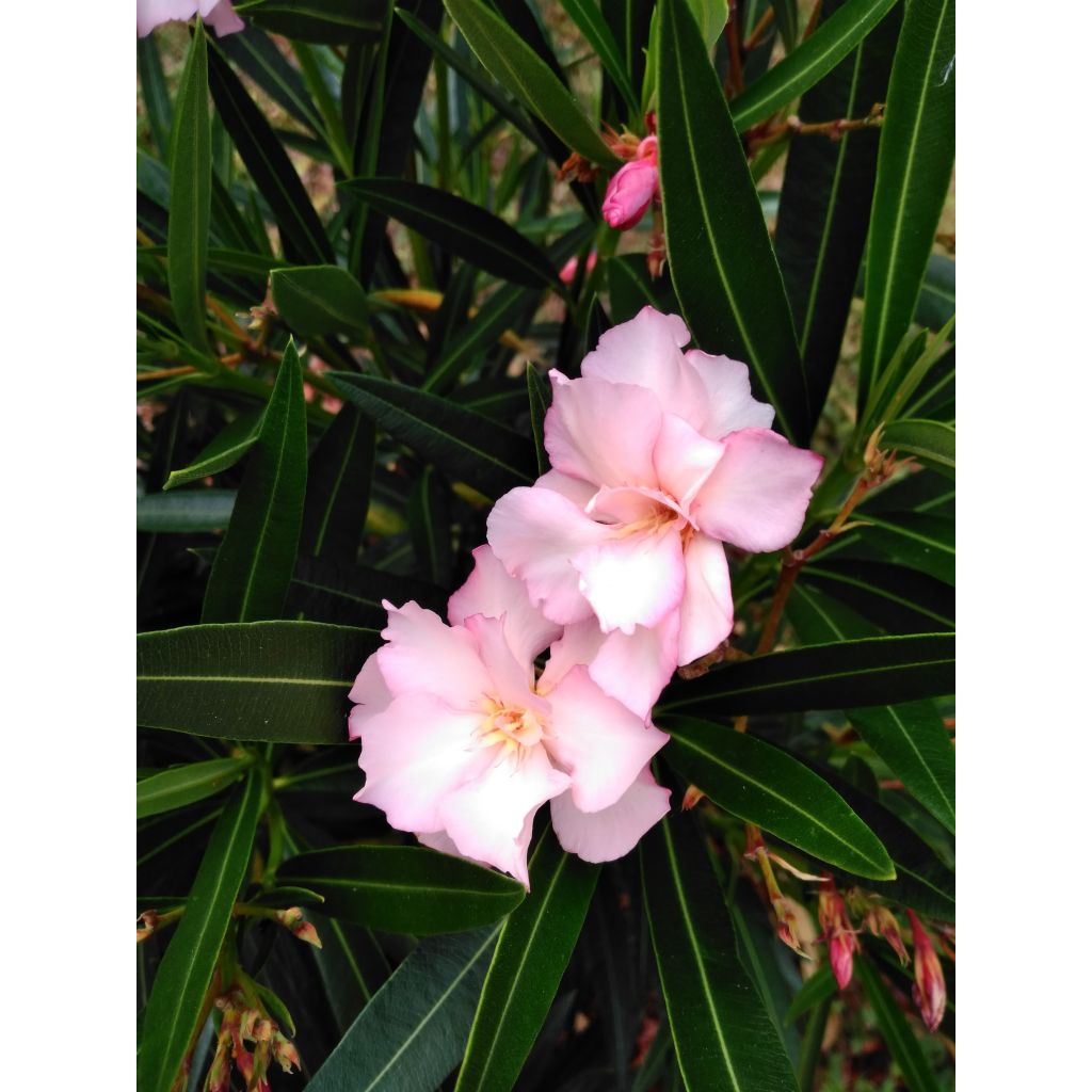 Oleander Provence - Nerium