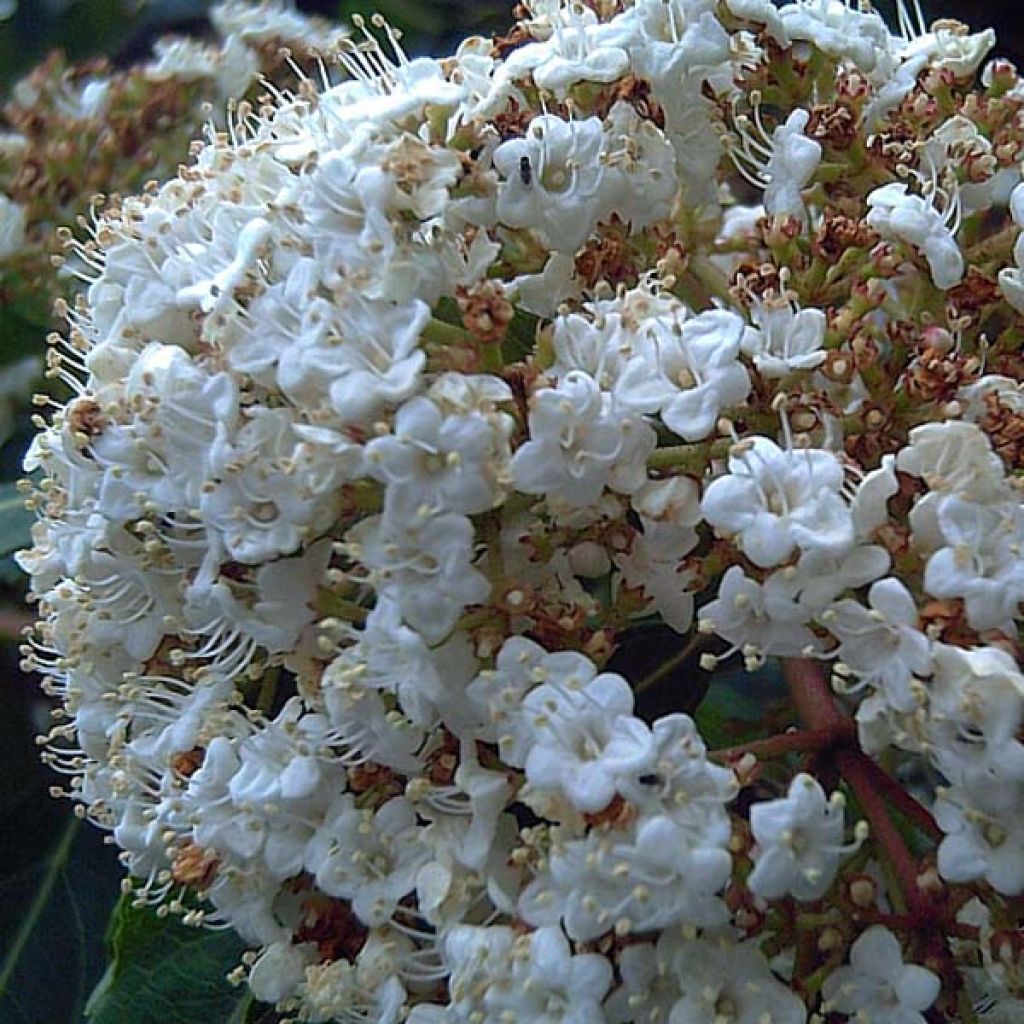 Lorbeerblättriger Schneeball - Viburnum tinus