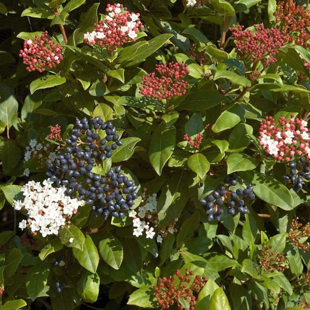 Lorbeerblättriger Schneeball - Viburnum tinus