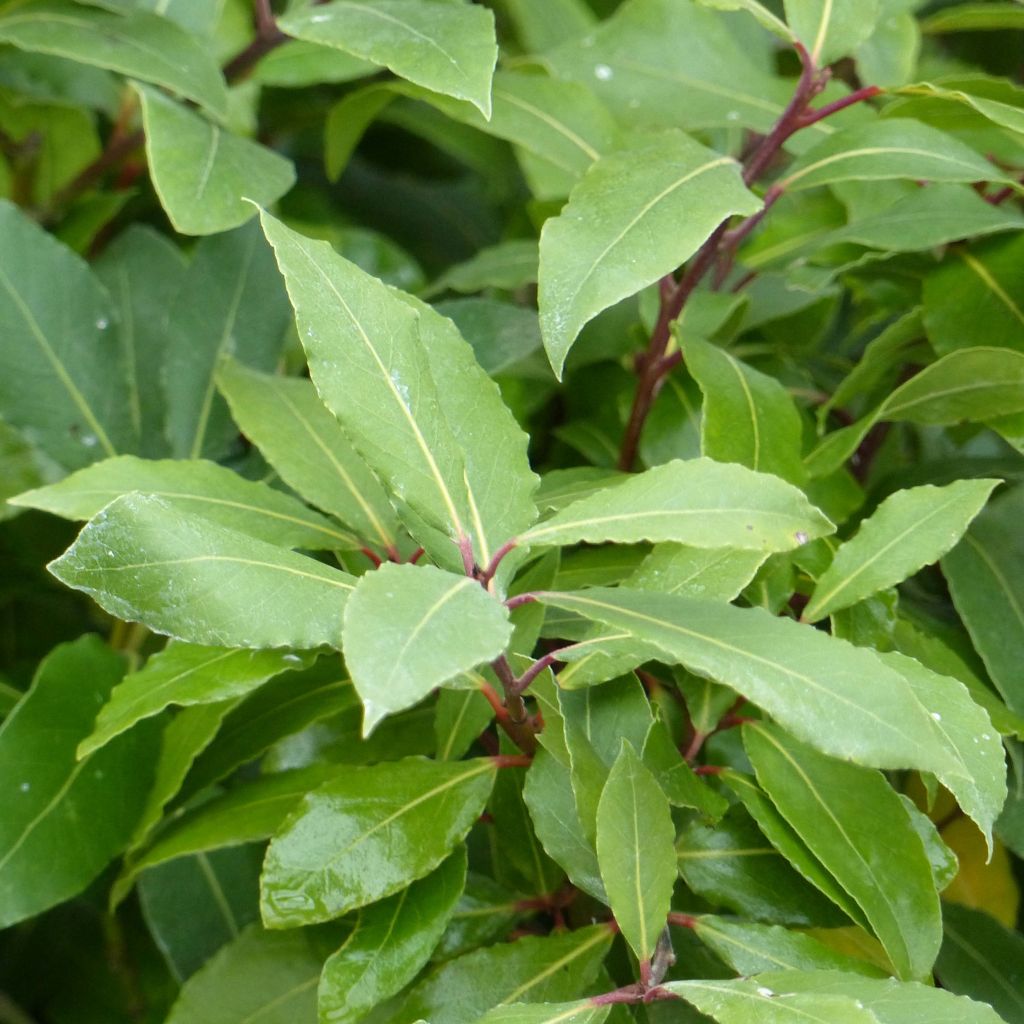 Echter Lorbeerstrauch - Laurus nobilis