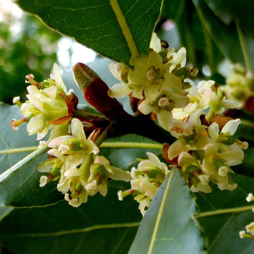 Echter Lorbeerstrauch - Laurus nobilis