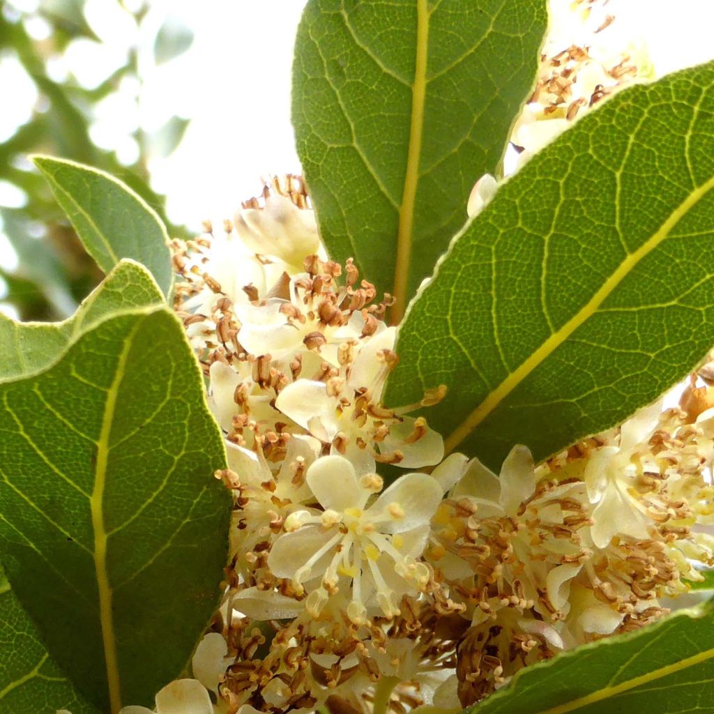 Echter Lorbeerstrauch - Laurus nobilis