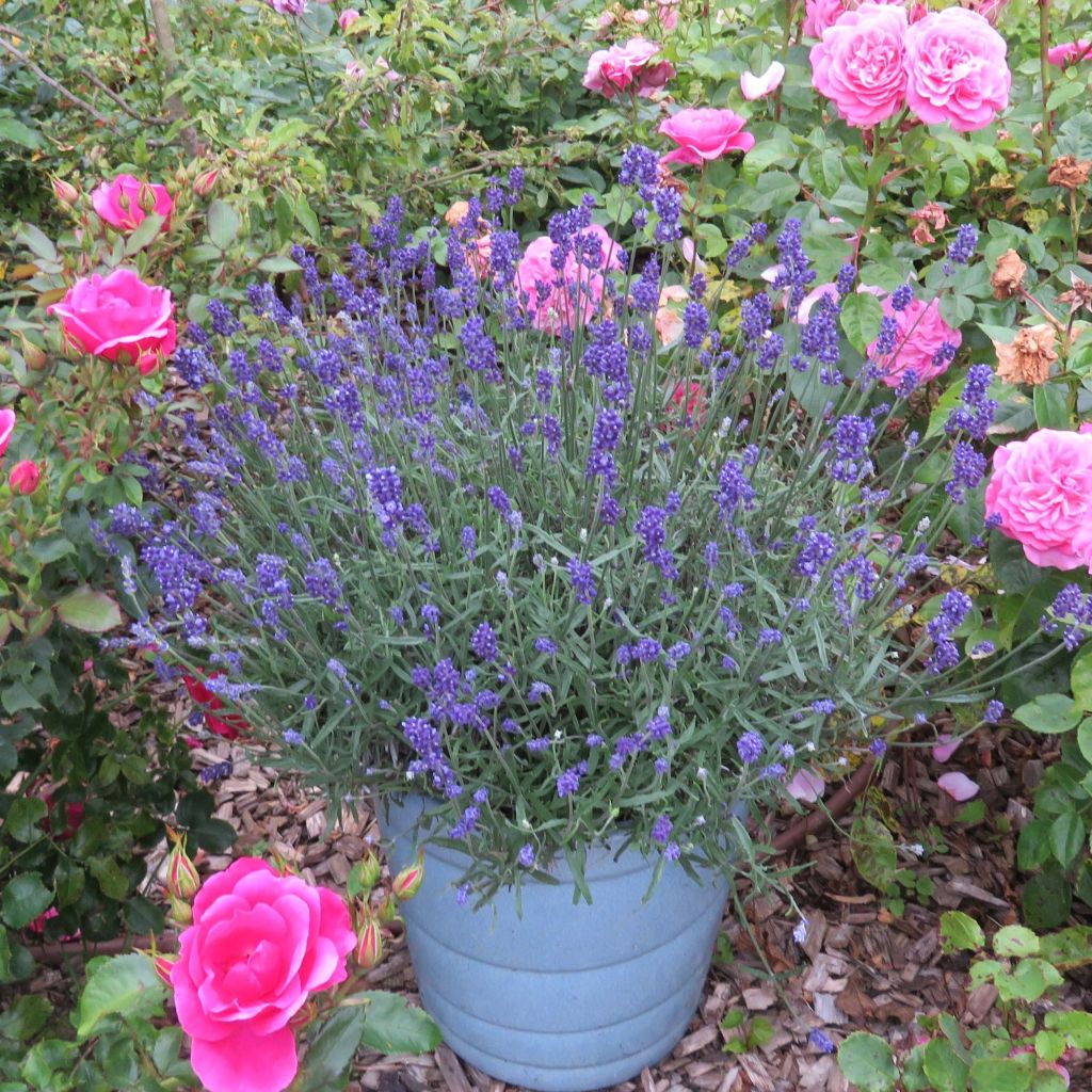 Lavandula angustifolia Bleu de Gien - Echter Lavendel