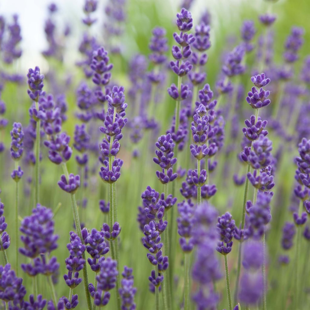 Lavandula angustifolia Bleu de Gien - Echter Lavendel