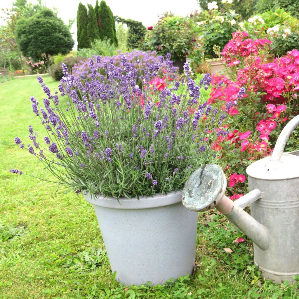 Lavandula angustifolia Bleu de Gien - Echter Lavendel