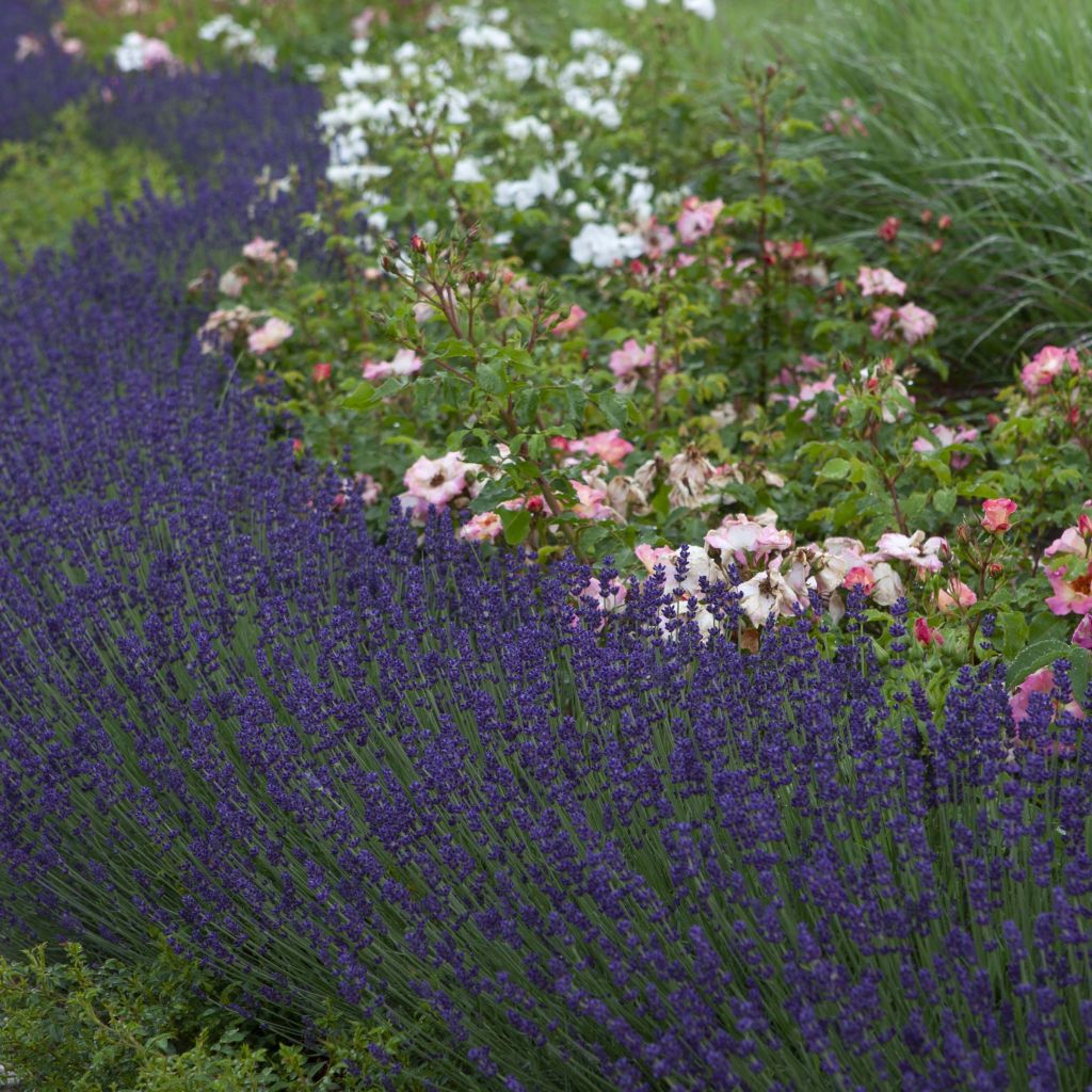 Lavandula angustifolia Bleu de Gien - Echter Lavendel