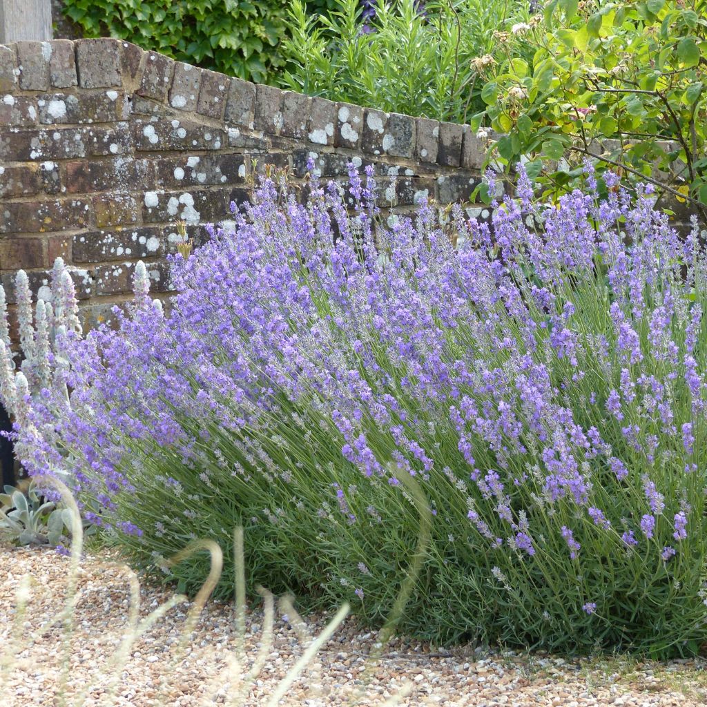 Lavandula angustifolia Munstead - Echter Lavendel