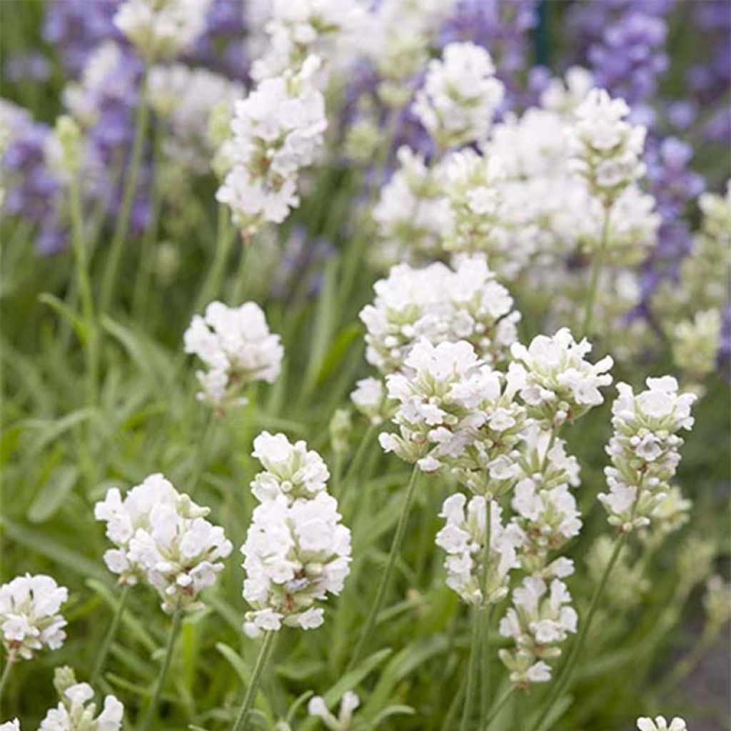 Lavandula angustifolia Arctic Snow - Echter Lavendel