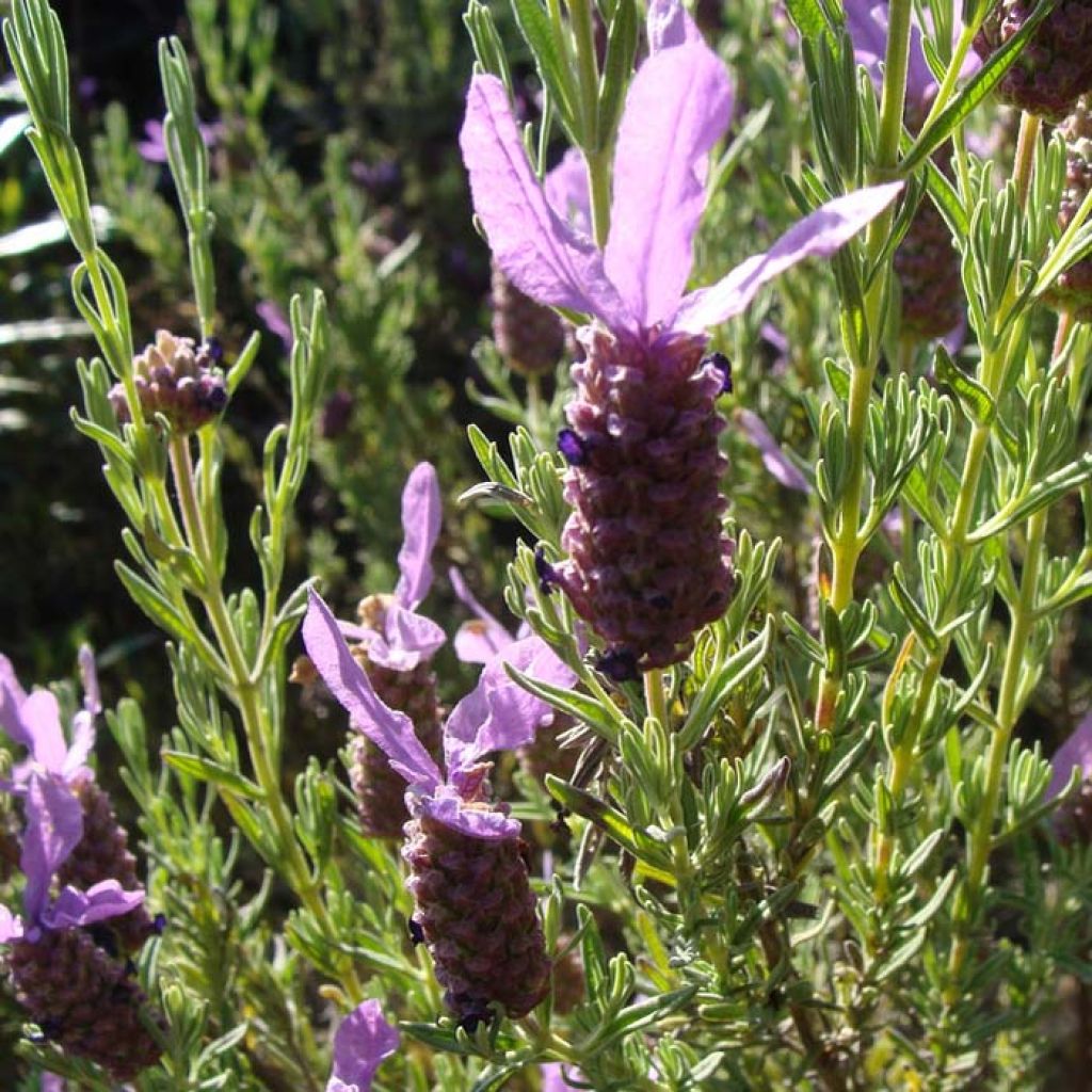 Lavande papillon - Lavandula stoechas