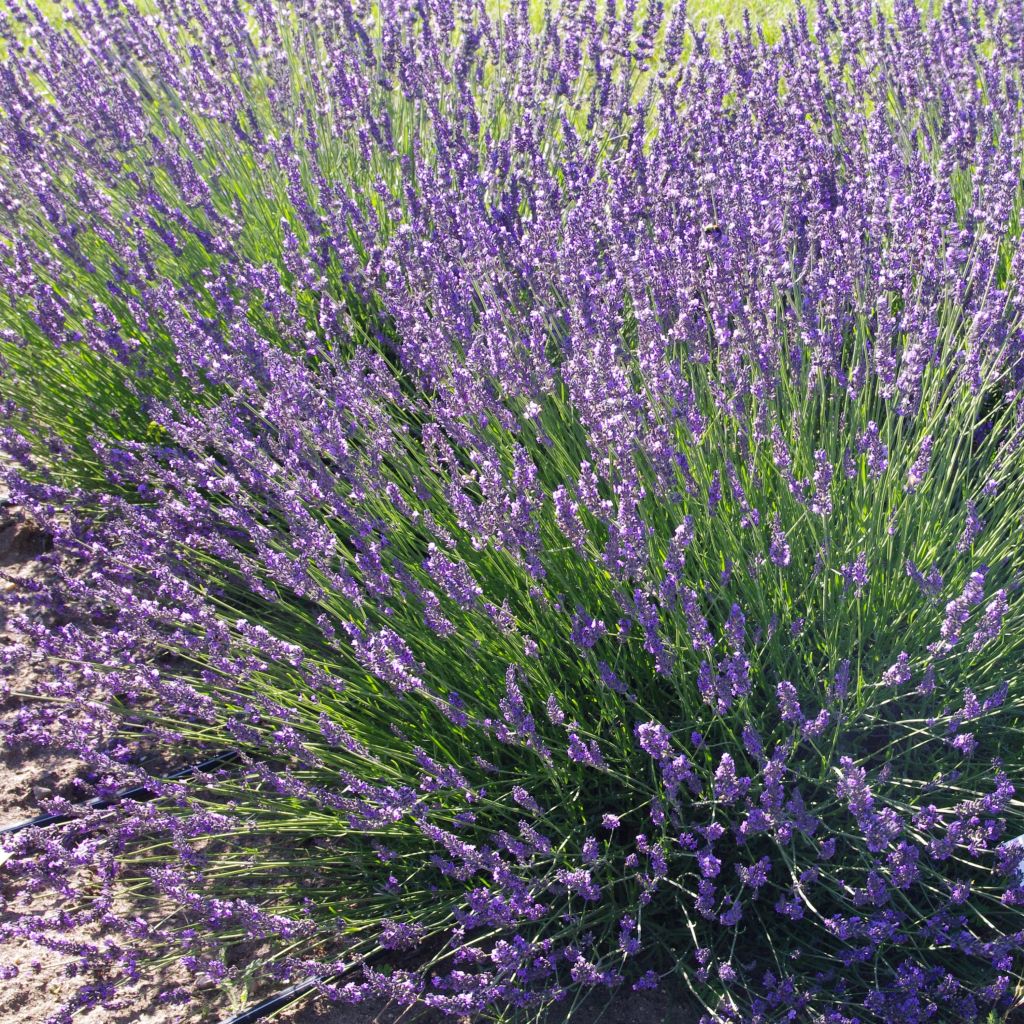 Lavandula intermedia Phenomenal 'Niko - Provence-Lavendel